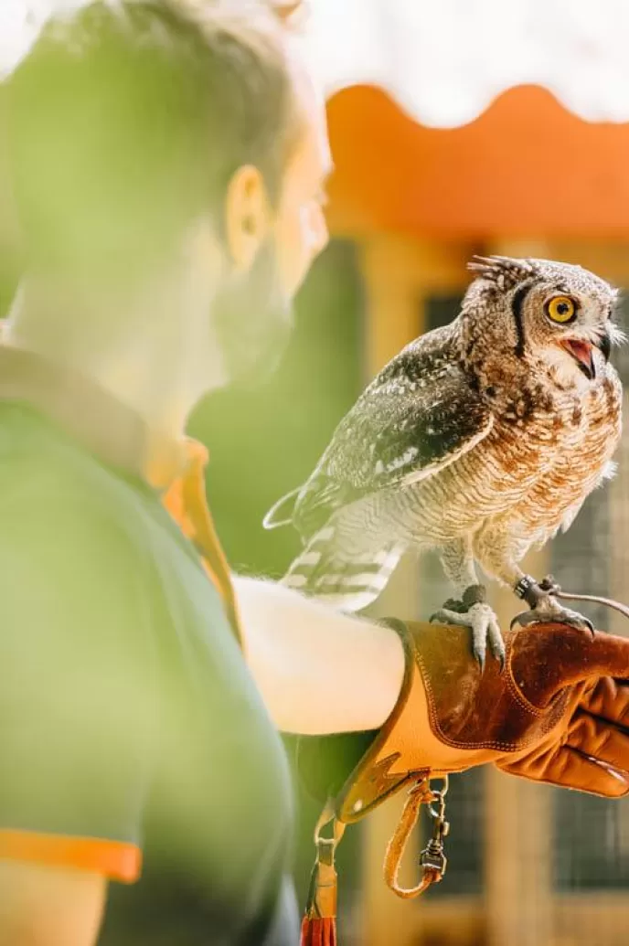 Oiseau