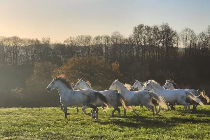 Nos-engagements-chevaux