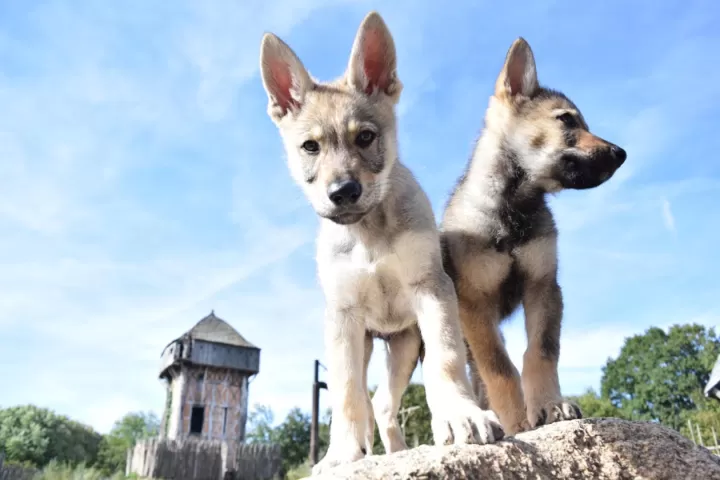 Nos-engagements-loups